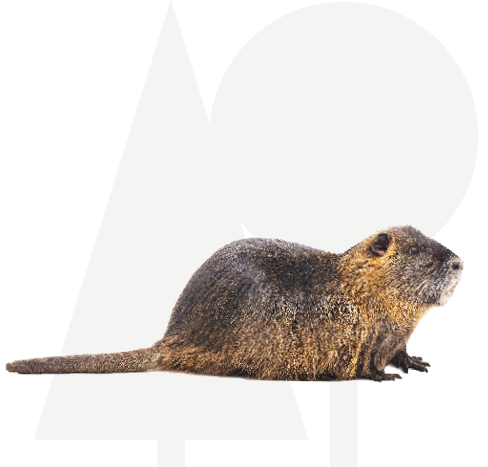 Bever