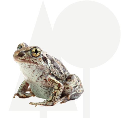 Knoflookpad