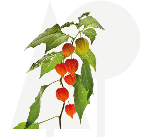 Lampionplant