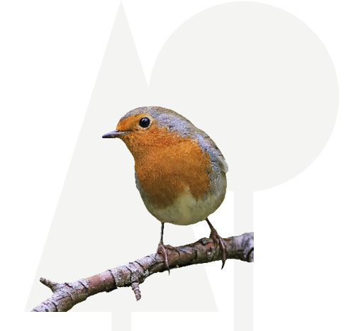 Roodborst