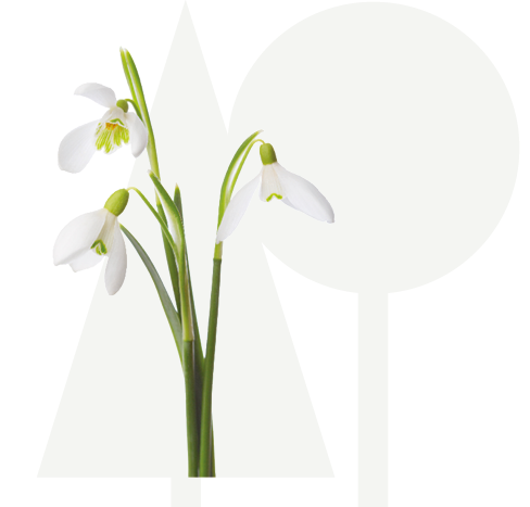 Sneeuwklokje