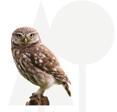 Steenuil