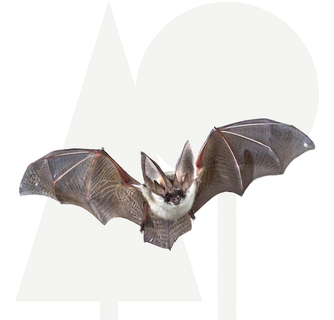 Vleermuis