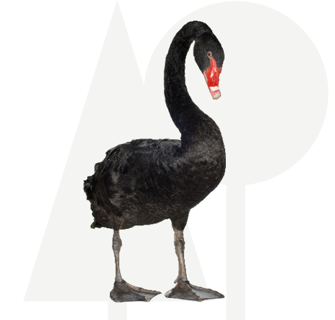 Zwarte zwaan