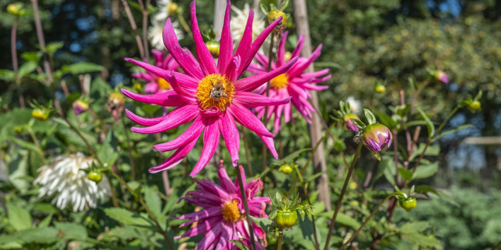 Bloemen in moestuin - Scheve Schup - Haanwijk