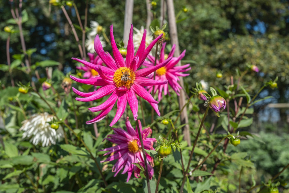Bloemen in moestuin - Scheve Schup - Haanwijk
