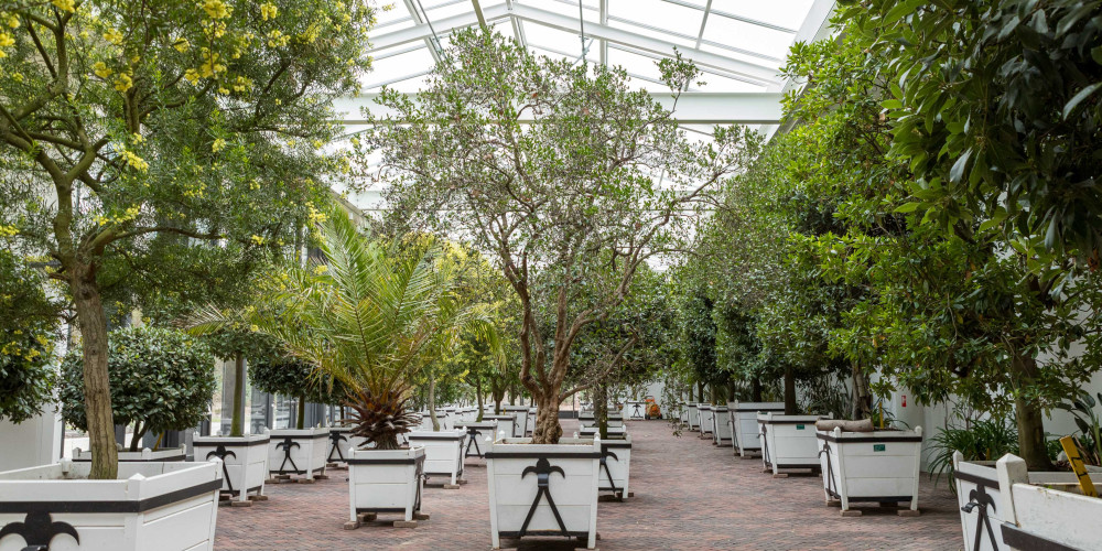 Kuipplanten wintertuin Mattemburgh