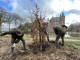 Bundelbeuk planten bij Kasteel Heeswijk 27 2 2025 (1)