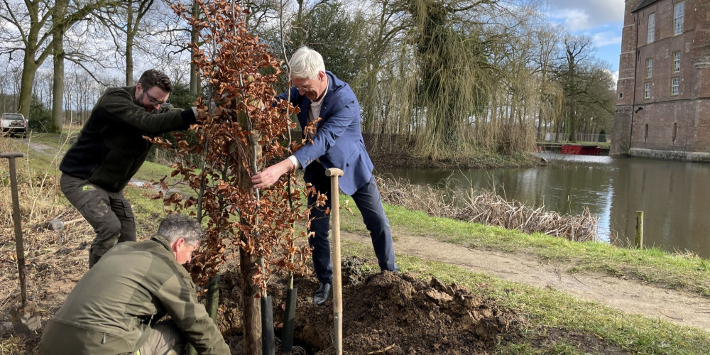 Bundelbeuk planten bij Kasteel Heeswijk