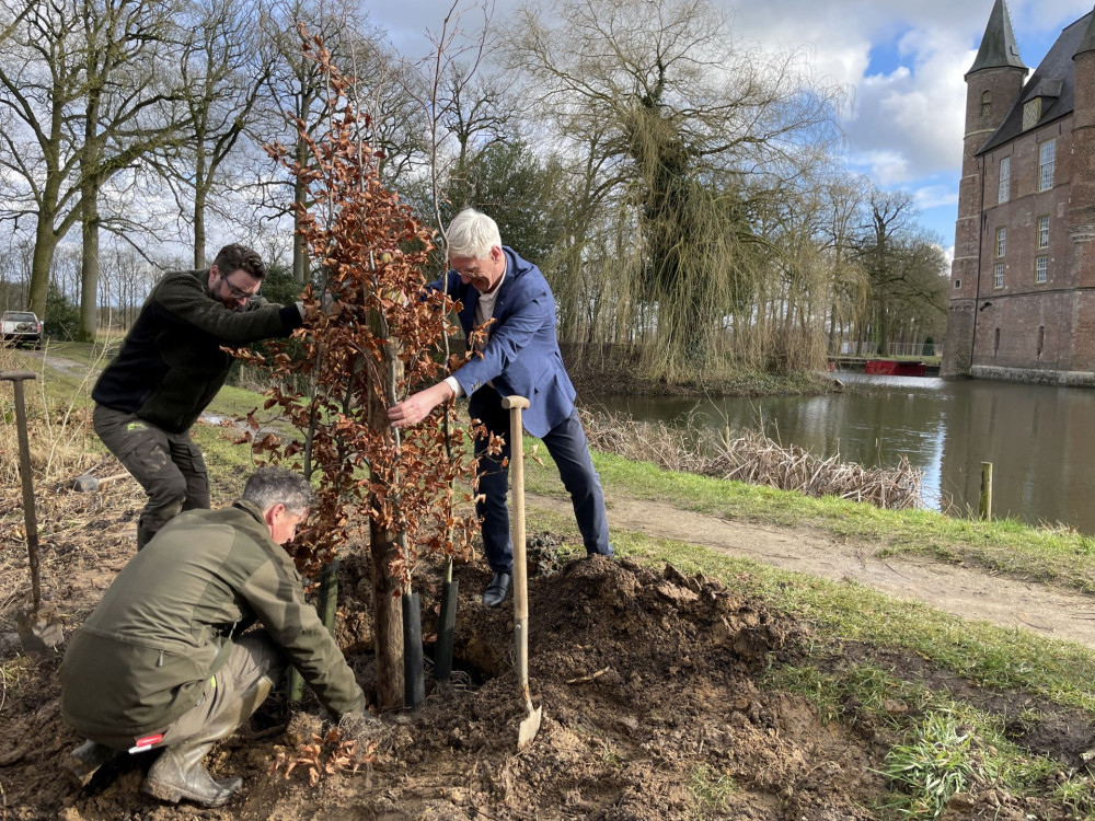 Bundelbeuk planten bij Kasteel Heeswijk