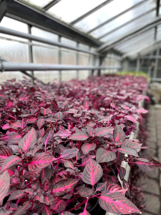 Planten met rood-roze blad