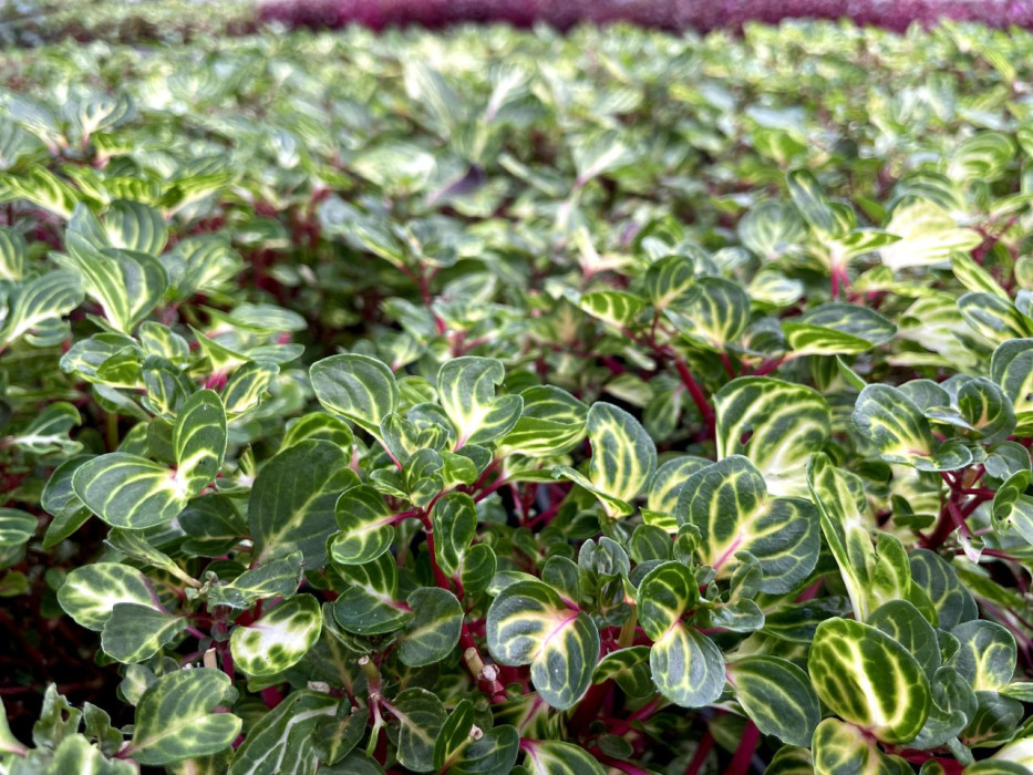 Planten Furst Pucklermozaiek Mattemburgh 13