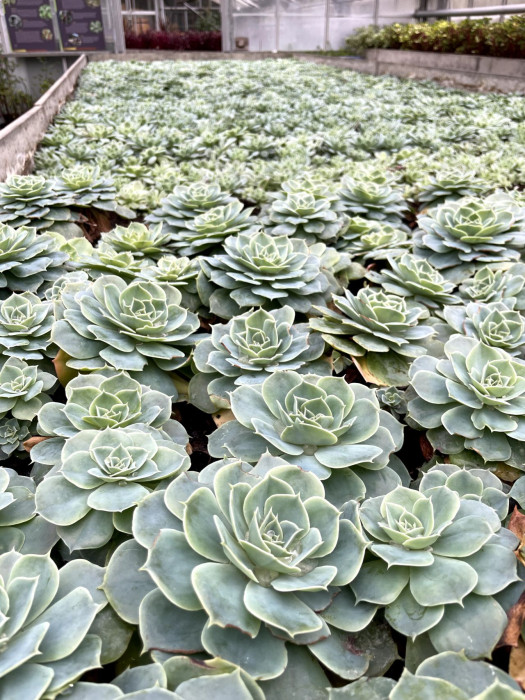 Planten Furst Pucklermozaiek Mattemburgh 2