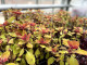Planten Furst Pucklermozaiek Mattemburgh 4