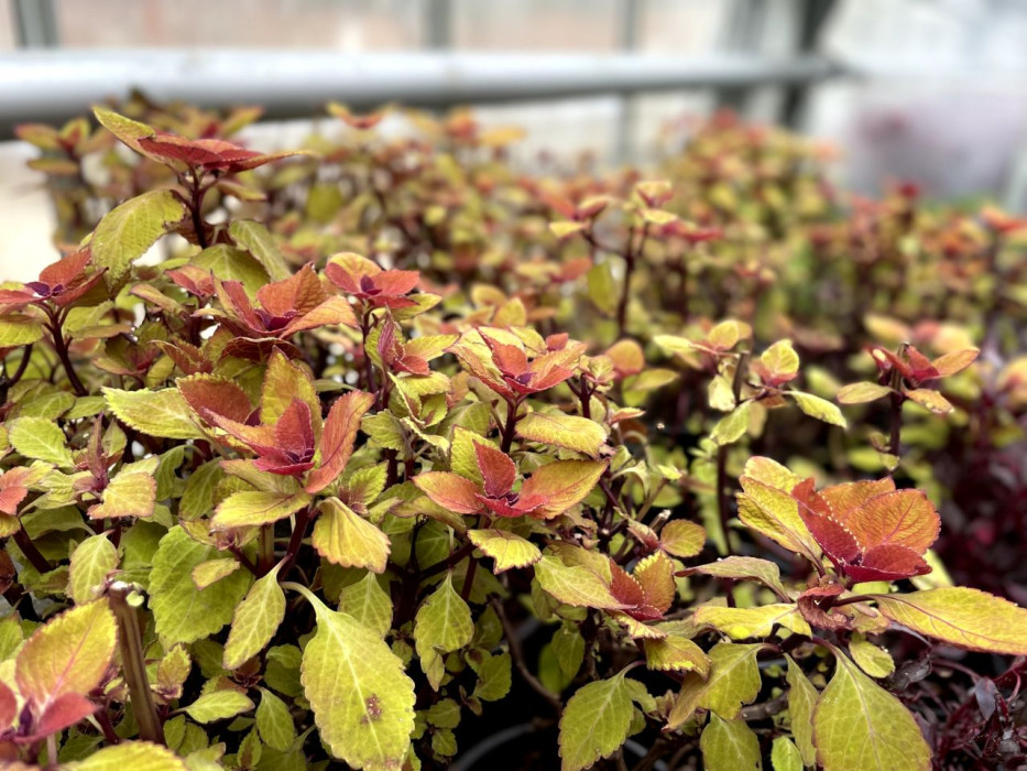 Planten Furst Pucklermozaiek Mattemburgh 4