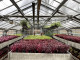 Planten in de kas