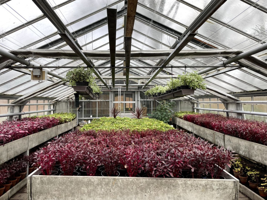 Planten in de kas