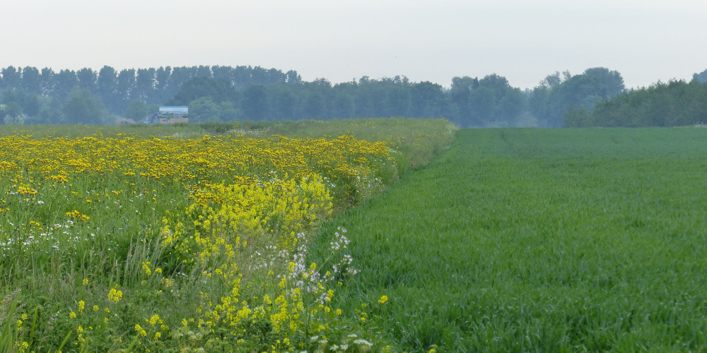 Insectenrijk grasland