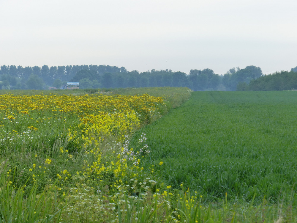 Insectenrijk grasland