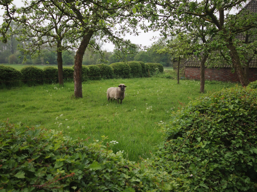 Erf met fruitbomen