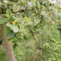 Hoogstamfruitboom HDE