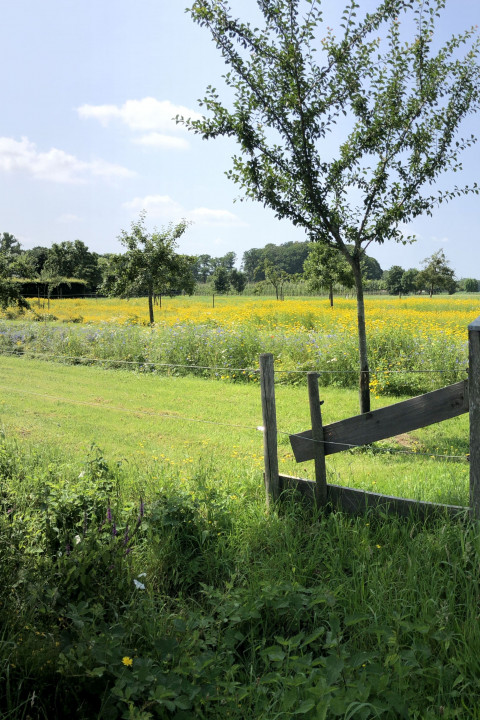 Erf met variatie aan elementen