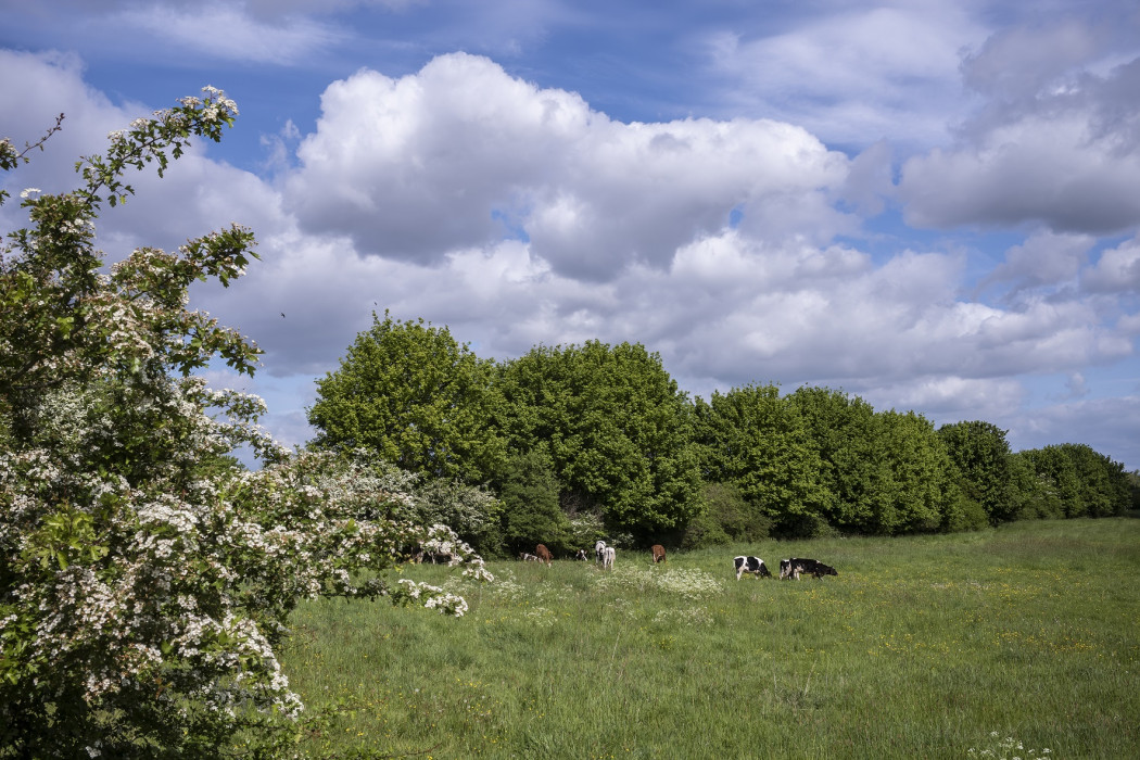 Heggen en hagen vormen een natuurlijke afscheiding van vee en zorgen voor huisvesting van allerlei vogels en insecten Brabants Landschap