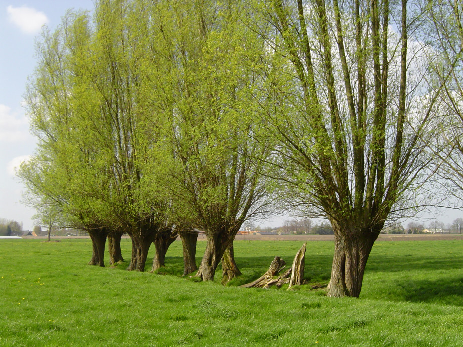 1 knotwilgen in het voorjaar