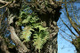 2 eikvaren in holle knotwilg