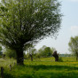 4 agrarisch cultuurlandschap met wilgen