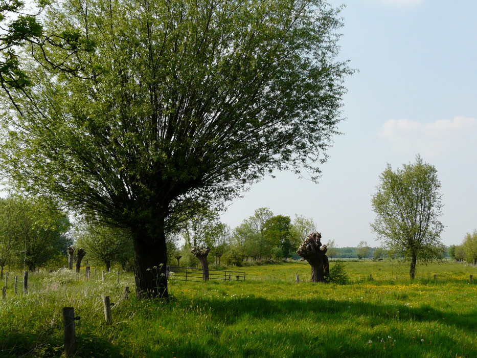 4 agrarisch cultuurlandschap met wilgen