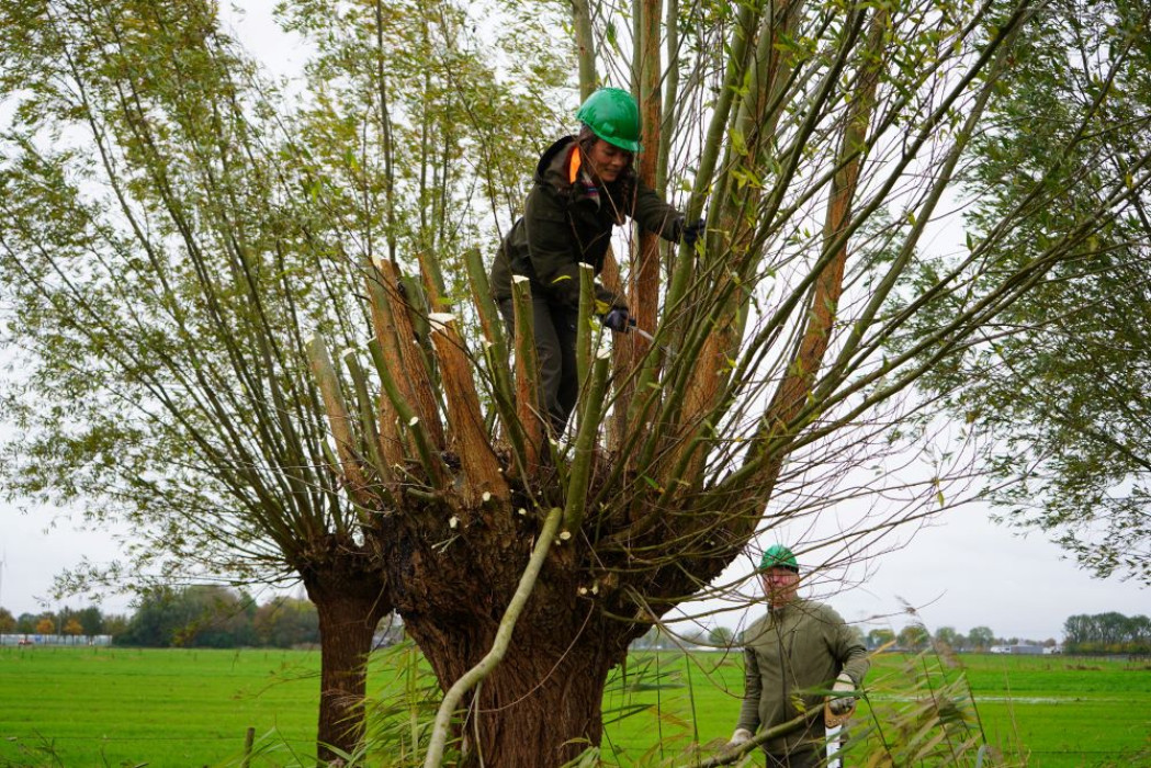 Sta stevig tijdens het knotten HDE