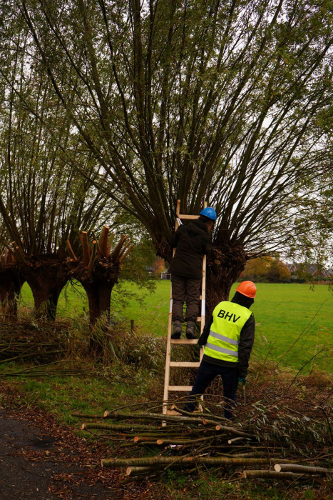 Veilig werken tijdens het knotten HDE