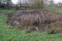 poel dichtgegroeid met lisdodde FtS