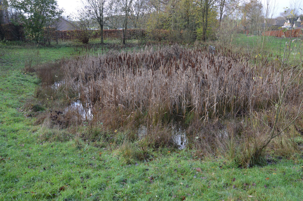 poel dichtgegroeid met lisdodde FtS