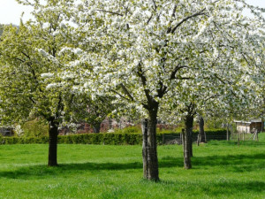 Bloeiende kersenbomen