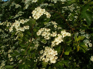 Bloesem meidoorn