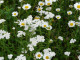 Duizendblad en margriet