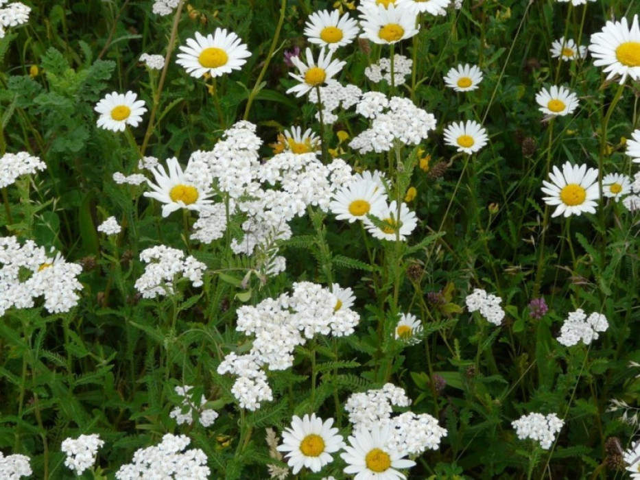 Duizendblad en margriet