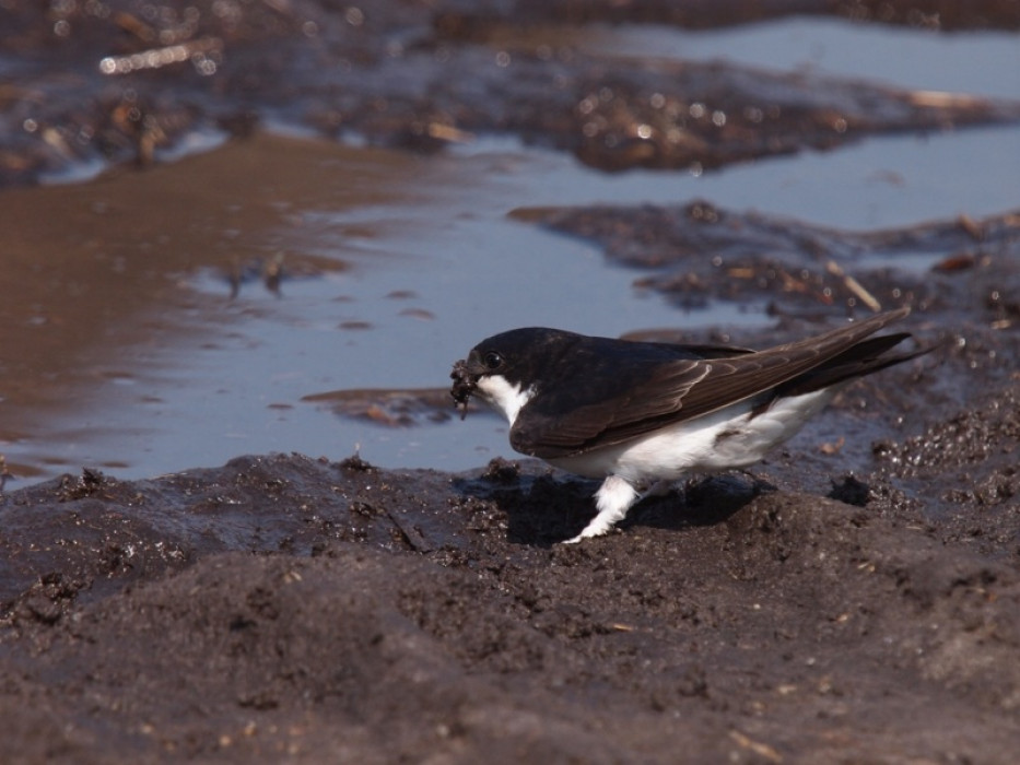 Huiszwaluw met modder voor nest