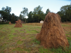 Muizenruiter wintervoedsel voor uilen