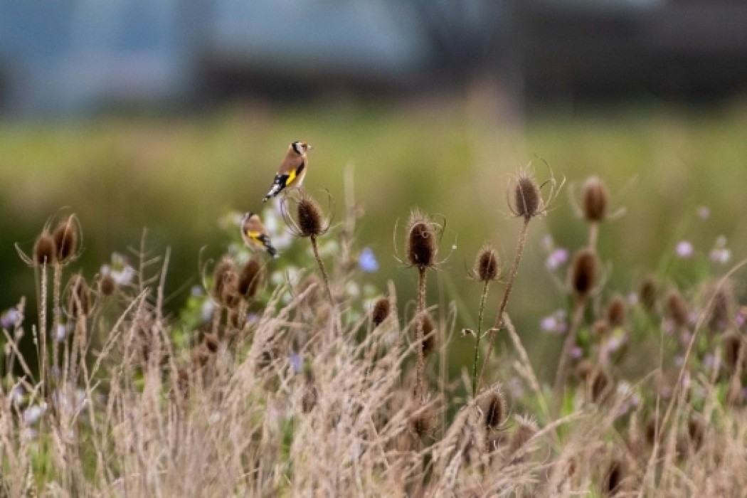 Oude doorn gebied vogel 