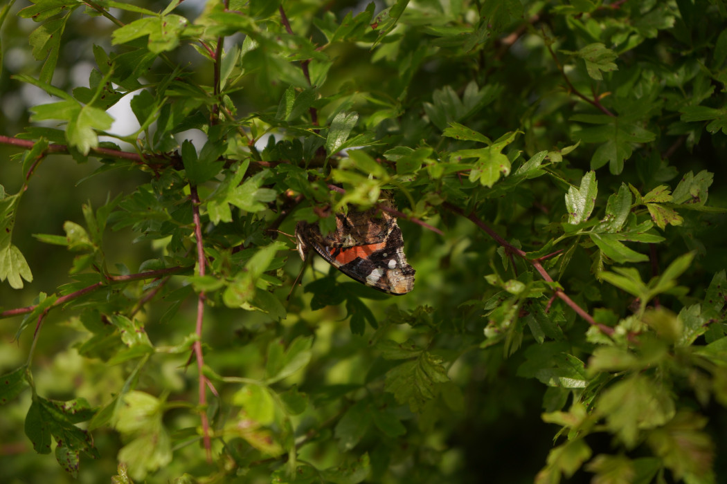 atalanta in meidoornhaag HD 7