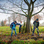 Vrijwilligers van Natuurgroep Gestel boom planten