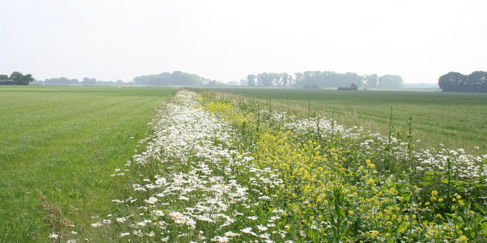 Bloemrijke akkerranden - Waterschap De Dommel