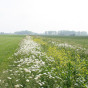 Bloemrijke akkerranden - Waterschap De Dommel