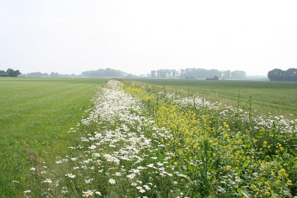 Bloemrijke akkerranden - Waterschap De Dommel