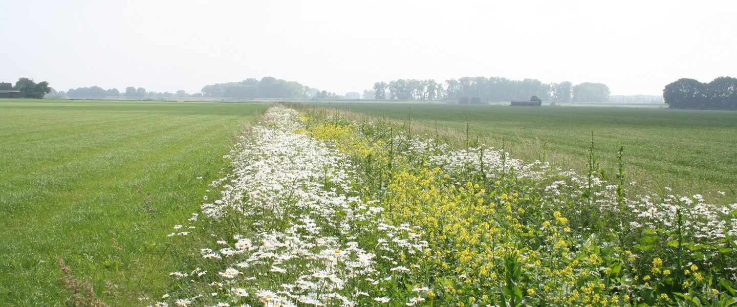 Bloemrijke akkerranden - Waterschap De Dommel