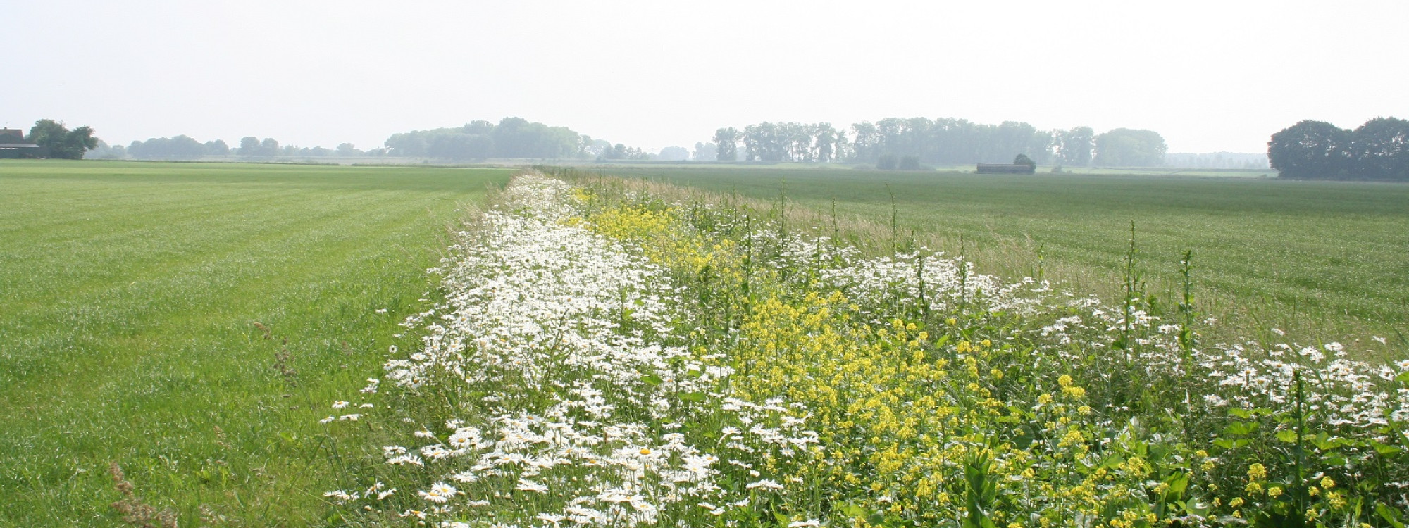 Bloemrijke akkerranden - Waterschap De Dommel