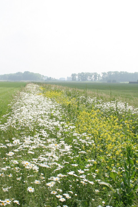 Bloemrijke akkerranden - Waterschap De Dommel